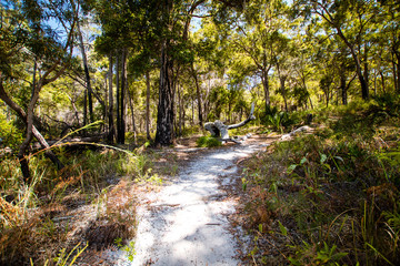 Walkway along Forest on Fraser Island in Australia