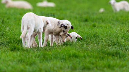Fototapeta premium Spielende Lämmer auf Wiese 3