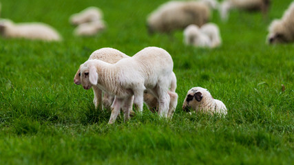 Lämmer auf einer Wiese 