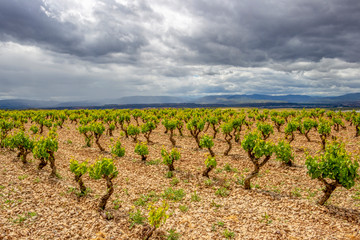 Fototapeta na wymiar Scenic overcast agricultural landscape with vineyards in the foreground, in Navarre, Spain, route Torres del Rio-Viana