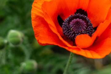 Red poppy in the garden with green background.