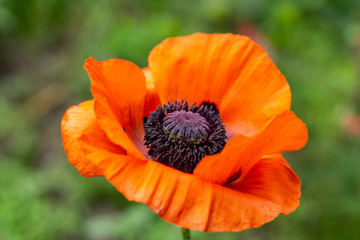 Red poppy in the garden with green background.