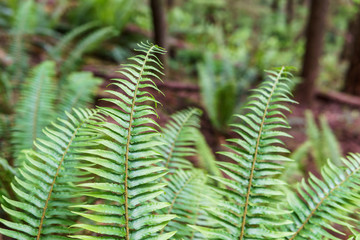 Beautyful fern leaves green foliage natural floral background in the forest.