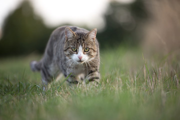 Katze bei der Jagd