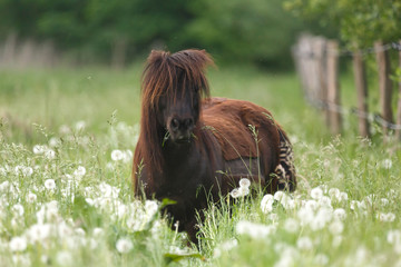 Pony in hoher Wiese