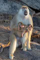 male baboon holding a baby and wondering why. 