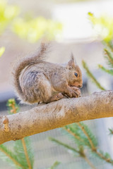 クルミを食べるリス
