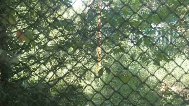 Rabitz. Focus Is Changing. Old Fence On Background Of Green Summer Nature.
