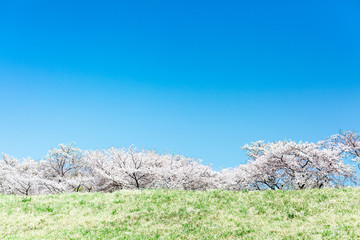 桜並木　青空