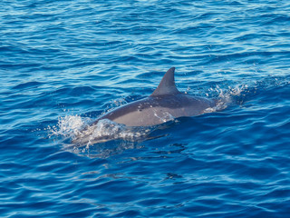Dolphin splashing in ocean