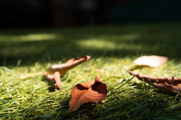 Dry, brown chestnut leaves lie on the grass