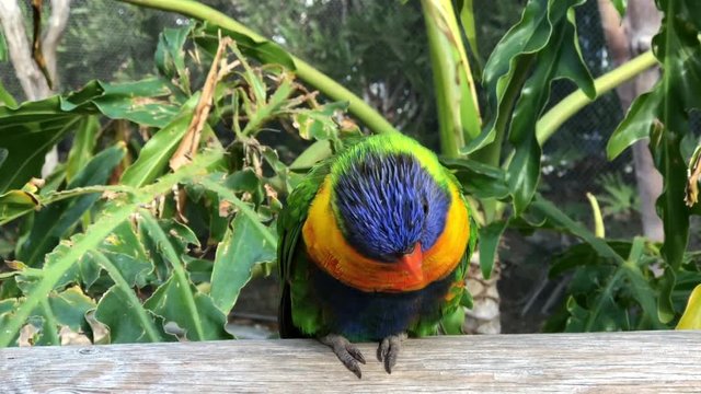 4K HD Video of one Lorikeet sitting on a wood fence watching viewer. Lories and lorikeets are small to medium-sized arboreal parrots that eat nectar and soft fruits.