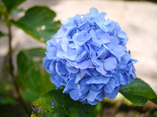 purple flower background