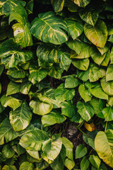 Fototapeta premium background of green leaves
