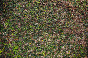 background of green leaves