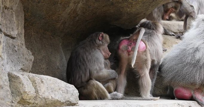 Baboon grooming each other in rock cave. Old World monkey family. Native to the Horn of Africa and the southwestern tip of the Arabian Peninsula. Male have harems and larger family groups.