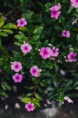 Fototapeta premium pink flowers in the garden