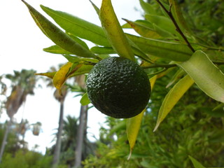 Zielona limonka rosnąca na drzewie.