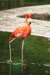 Flamant rose dans un étang