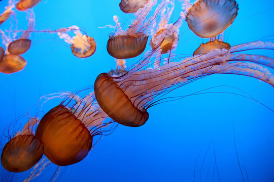 Monterey Bay Aquarium