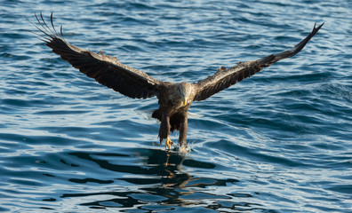 Adult White-tailed eagle fishing. Blue Ocean Background. Scientific name: Haliaeetus albicilla, also known as the ern, erne, gray eagle, Eurasian sea eagle and white-tailed sea-eagle. Natural habitat