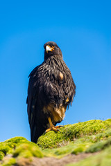 FALKLAND ISLAND, Striated Caracara