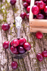  berries cranberries on the  tree bark