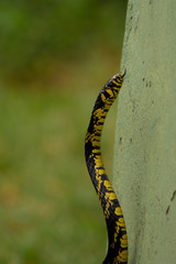 Cobra com a língua de fora
