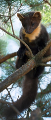 The European pine marten (Martes martes), known most commonly as the pine marten in Anglophone Europe, and less commonly also known as pineten, baum marten, or sweet marten