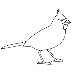 Animal-Colorful Cardinal Bird Outline Drawing