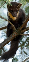 The European pine marten (Martes martes), known most commonly as the pine marten in Anglophone Europe, and less commonly also known as pineten, baum marten, or sweet marten