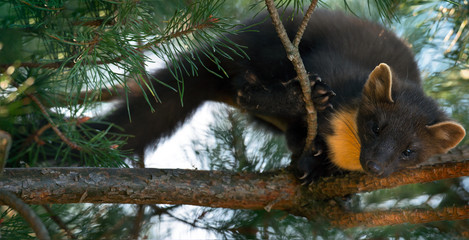 The European pine marten (Martes martes), known most commonly as the pine marten in Anglophone...