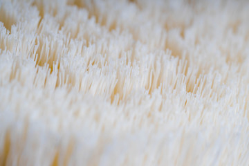close up look of body brush