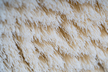 close up look of body brush