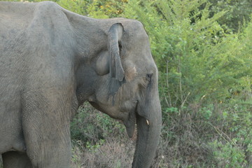 Fototapeta premium Elephant