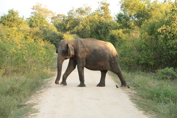 Obraz na płótnie Canvas Elephant crossing track