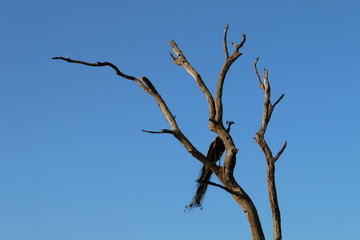 Peacock on a tree