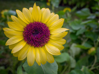 sunflower yellow flowers natural background.