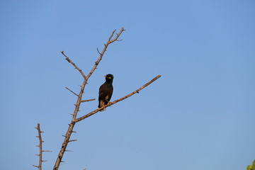 Bird on a branch