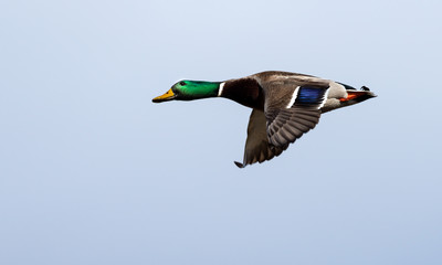 Mallard duck in flight. 