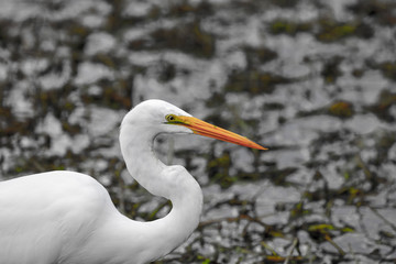 A close-up of majestic Great White Egret against shimmering waters in a wetland setting