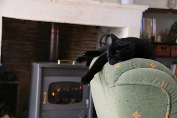 Comfortable Cat
