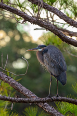 A lone Great Blue Heron roosts in a pine tree