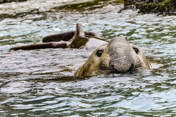 ANTARCTICA, Elephant seal