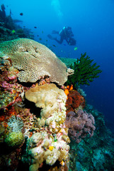 Fototapeta na wymiar Dive Halmahera Maluku Scuba Bali Bunaken