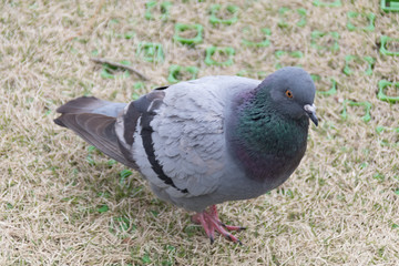 ハト