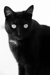 Black Cat