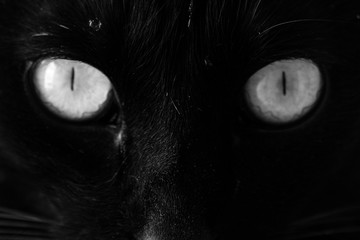black cat eye
