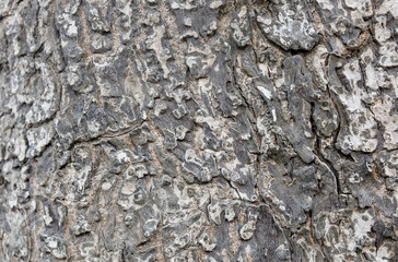 Wood tree background texture