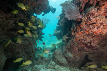 Fototapeta na wymiar A group of small yellow fish, Bigeye Yellow Snapper, swimming in the ocean coral reef. Located near Key West, Florida, United States.